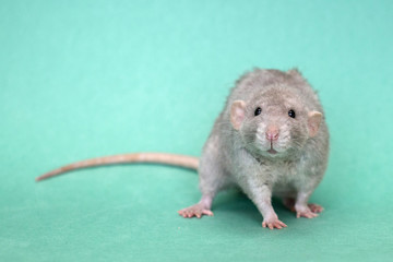 Gray rat on a green background