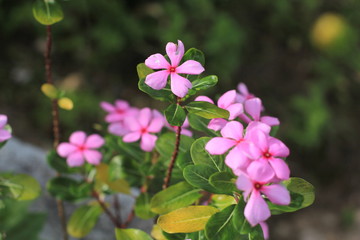 pink flowers in garden