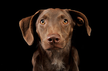 beautiful flying ears mixed breed dog portrait in black background