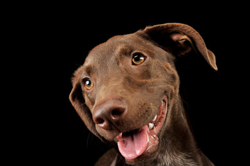 beautiful flying ears mixed breed dog portrait in black background
