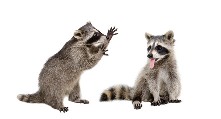 Two funny raccoons sitting together isolated on white background