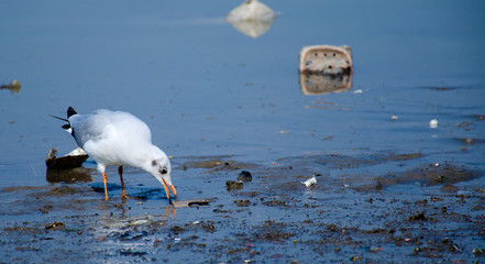 sea bird finding food at coast