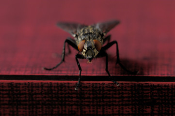 Stubenfliege