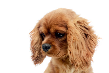 cute puppy Cavalier King Charles Spaniel portrait in white studio