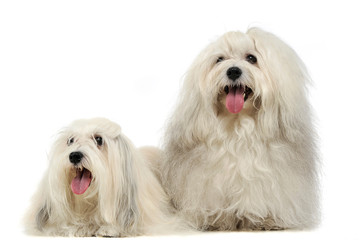 lovely long hair Shi-Tzu in a white background