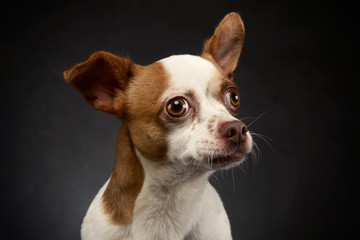 ugly flying ears chihuahua portrait in a gray background