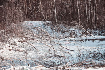 Misty winter woods at dawn. Photo taken in December.