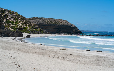 Fototapeta na wymiar Seal bay scenery on Kangaroo Island SA Australia with resting Australian sea lions