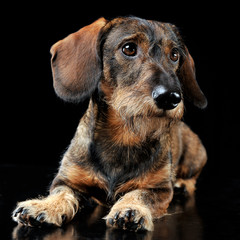 Wired hair dachshund lying in a black photo studio