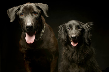 mixed breed black dogs double portrait in a dark photo studio