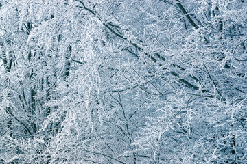 Frozen branches background.
