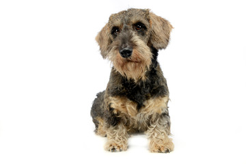 lovely puppy wired hair dachshund sitting in white photo studio