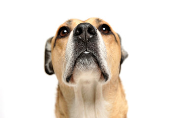 Mixed breed dog smells in a white background