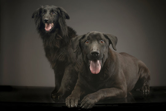 mixed breed black dogs relaxing in a dark photo studio