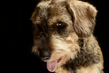 lovely wired hair dachshund open mouth portrait in a black photo studio
