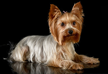 cute yorkshire terrier lying in a black photo studio