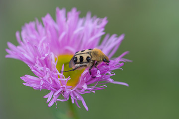pinselkaefer