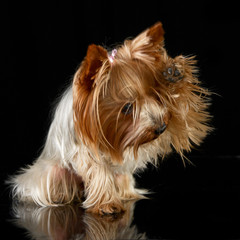 cute yorkshire terrier give a five in a black photo studio