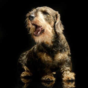 lovely wired hair dachshund singing in a black photo studio