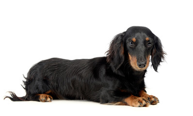 lovely long hair dachshund lying in a photo studio