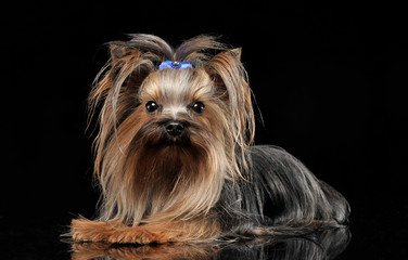 lovely yorkshire terrier relaxing in a studio background