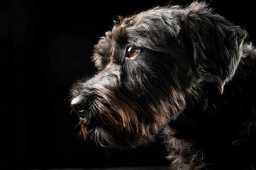 mixed breed wired hair dog portrait in black studio background