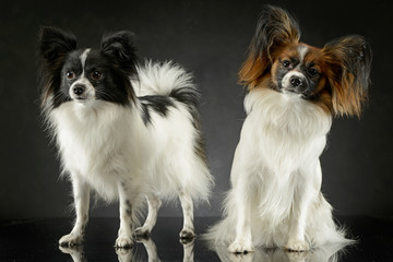 two cute papillon sitting  in dark photo studio