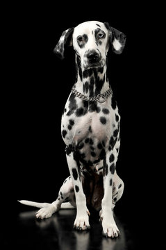 cute dalmatians sitting in  black background photo studio