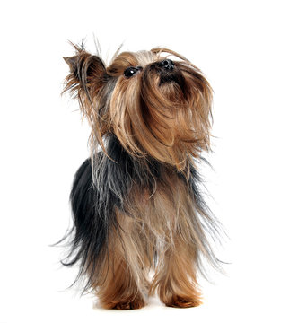lovely yorkshire terrier looking up in a white studio