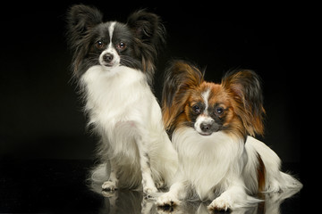 two Papillons  in the black photo studio background