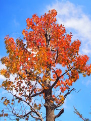 紅葉のモミジバフウ