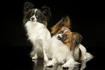 two Papillons  in the black photo studio background