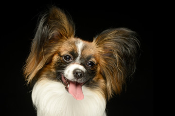 Papillon  in the black photo studio background