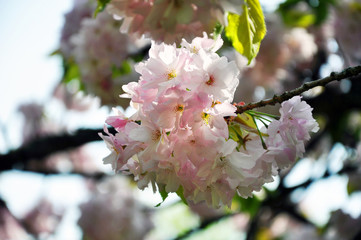 Blooming sakura flowers in sunlight