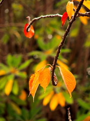 桜の黄葉