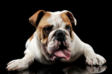 English Bulldog sticking out his tongue in the dark studio