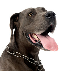 Deutsche Dogge in the isolated white background