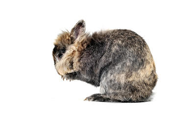rabbit in the white background eating something