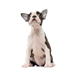 Puppy Boston terrier in a white photo studio