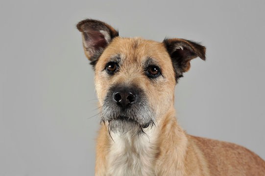 Brown color wired hair mixed breed dog in a grey studio