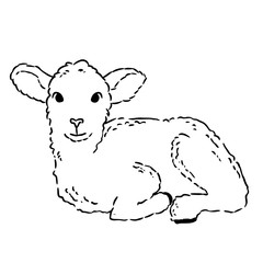 Cute lamb doodle sketch. Hand drawn image of a small sheep