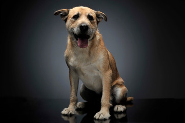 Brown color wired hair mixed breed dog in a grey studio