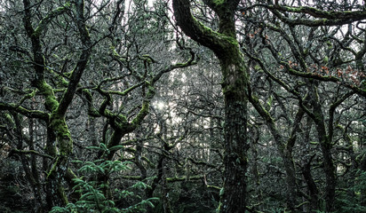 Obraz premium grove and wood