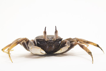 White background Horn-eyed ghost crab Ocypode ceratophthalmus form Phuket Thailand