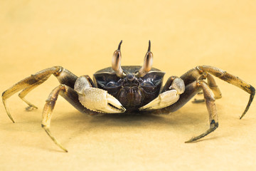 Ghost crab Brown background Ocypode ceratophthalmus from phuket Thailand