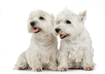 two west highland white terrier sitting in a white studio floor