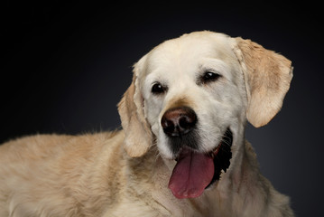 Happy labrador retriever in a gray photo studio