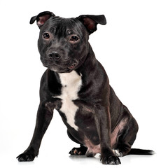 Puppy Staffordshire Bull Terrier sitting in a white studio