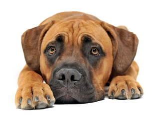  Cute puppy Cane Corso in white background photo studio