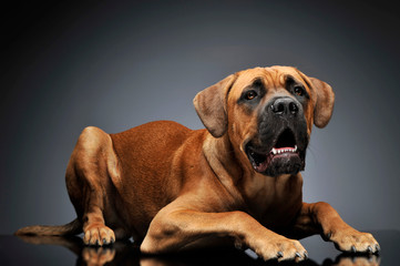 Fototapeta premium Puppy Cane Corso in gray background photo studio